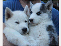 Cuccioli di siberian husky